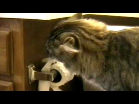 Funniest Pets and People - Hilarious Animal Fails and Cute Moments