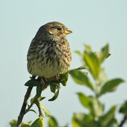 Questioning Techniques - Mindtools