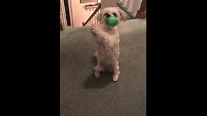 52K views · 976 reactions | Dancing right into the weekend | Daily Smile | Facebook