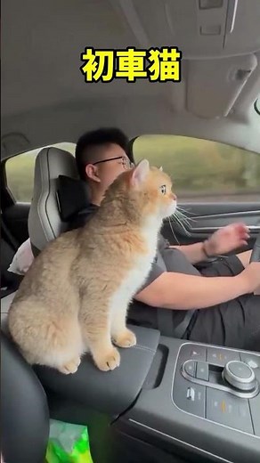 Too cute, I can't even! A collection of angelic cat moments 🥺