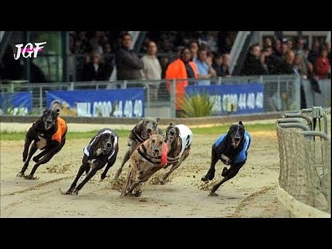Greyhound Race - Dog Racing