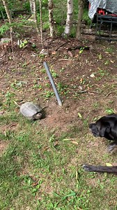 30K views · 4K reactions | The yapping— outside near the woodpile—...