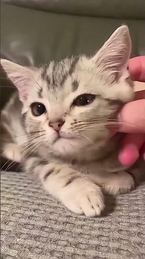 cute cute kittens #cats #adorably #cat