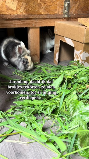 Jarenlang dacht ik dat brokjes complete voeding was; dus zolang ik dat gaf, zouden ze geen tekorten oplopen. Maar nu ik veel meer heb verdiept in voeding en hun voedingswaarde, ben ik er wel achter gekomen dat brokjes verre van ‘compleet’ zijn. De enige reden dat ze zo worden aangemerkt, is omdat er vitaminen en mineralen worden toegevoegd, waarvan bekend is dat deze op korte termijn gezondheidsklachten kunnen veroorzaken als ze hier een tekort aan hebben. Maar al die andere stoffen? Die zijn ni
