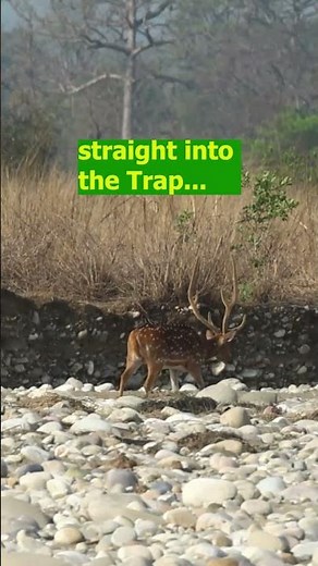 Leopard to Hunt Deer !!??? | Rajaji National Park Live Hunt Twist