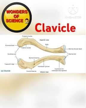 Clavicle , Structures and important Attachments