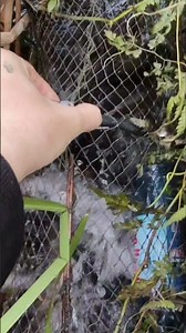 So Many Fish Caught in the Trap – Strong Splashing