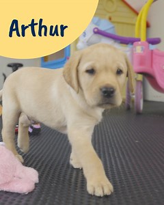 Celebrate Springtime with a lively litter of Labrador puppies! 🌸 ⛅ Join a sprightly litter of puppies, with truly unique names! Meet Stanton, Quenbie, Arthur, Quizzie, and Quilla! Watch Guide Dogs Puppy Playtime over on our YouTube channel now: https://bit.ly/42tIPgB [Visual description: Video shows a litter of 5 yellow Labrador puppies running around and playing with each other, and a selection of toys, in an outdoor playpen. Their names appear on screen as they enter, the names in order are S