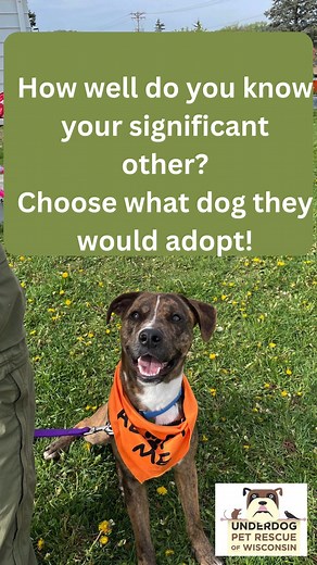 Let's have some fun! 🥳 How well do you know your significant other? What dog would they want to adopt? Let us know in the comments! All the dogs in this video are available for adoption at Underdog! https://www.underdogpetrescue.org/adopt | Underdog Pet Rescue of Wisconsin, Inc.