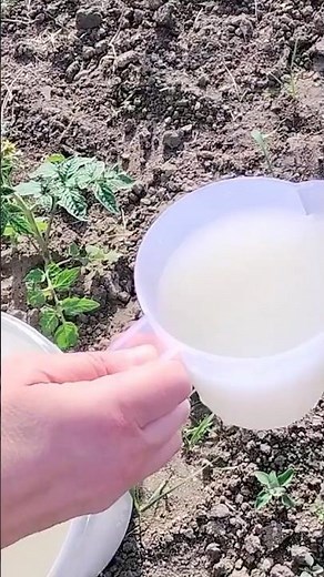 A home remedy for healthy vegetables without chemicals – tomatoes and cucumbers grow like crazy