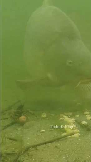 Crayfish = Less Fish