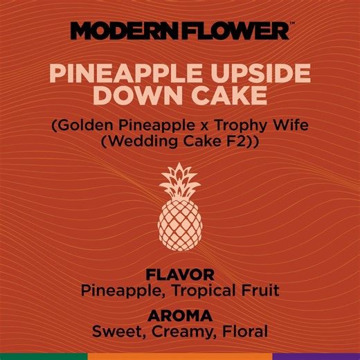 Shop MF-ModPod-1g-PUDC-S-FL Online | Trulieve