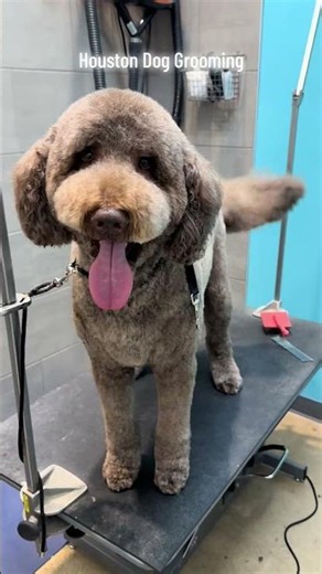 Available spots this weekend !! #houstondoggroomer #dogsoftiktok #dogsofhouston #houstontx #pea