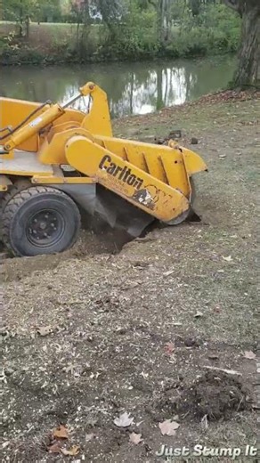 How to Get Rid of an Old Tree Stump?