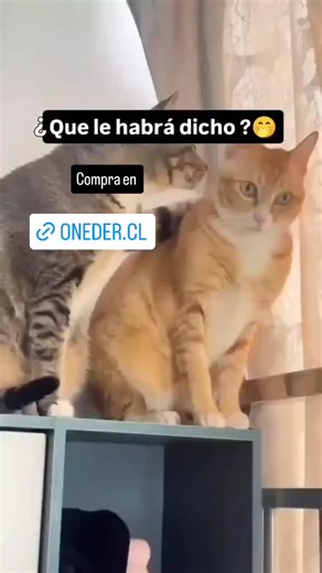 #ortopedia #andador #bañoportatil #silladeruedas #escuelaparaciegospilarsalinas #traumatologia #baston #sillas #inmobilizadordededo #botaortopedica #alzabaño #recuperacion #inmobilizadortobillo #novidente #insulina #portainsulinatérmico #botaortopedicarom