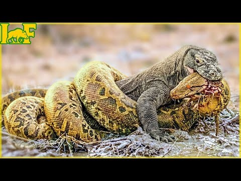 How Brutal Battle Between Komodo Dragons vs King Cobra on South African Savanna? - Invasive Species