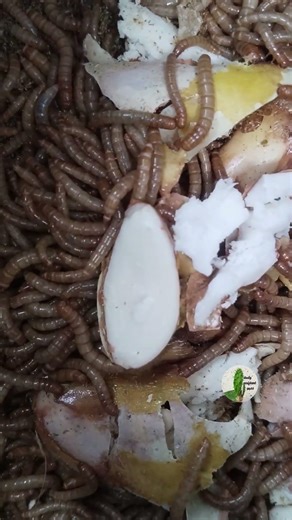 ăn hạt mít #eat jackfruit seed #tenebrionidae