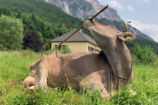 Clever cow recorded using back-scratching tool for first time
