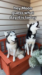 celebrating our dogs GOTCHA DAY! #cutedogs #huskies #exciteddog #talkingdog #huskylove | The Husky Moon