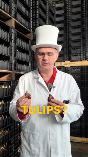 Do you know why it’s called forcing tulips, not growing? Doctor van Bloom as always have an answer for you! Watch to find out!🌷#doctorvanbloom #tulips #tulipfarm #tulipseason #tulipfestival #tulip #tulipfields #tulipani #tulp #tulpen #flowerfewer #flowergeek #tuliplover #tulips🌷 #tulipfields #tulipa #tulipsofinstagram | Flower Circus