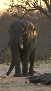 Botswana Elephant bull #hunting #elephant #africanhuntingsafari