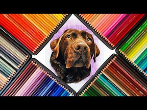 Drawing a Chocolate Labrador • Time-lapse Drawing