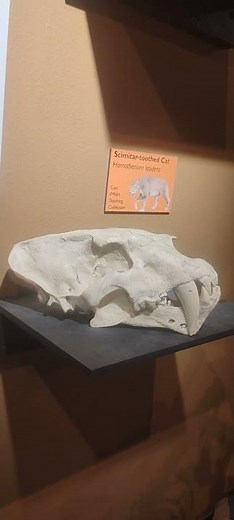 The skull of Homotherium, the scimitar tooth cat, at the Idaho Museum of Natural History