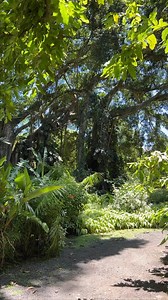 The beautiful Botanical gardens of Harrison Smith on Tahiti #tahiti #botanicalgardens #tahititourisme #tahitilife #walk #garden #gardenwalk #tahititour | Unique Tahiti