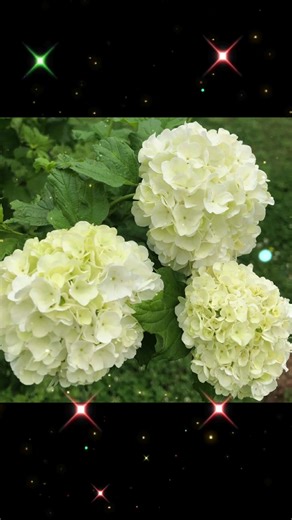 Gods Beauty!#Tik Tok Create Template#fyp