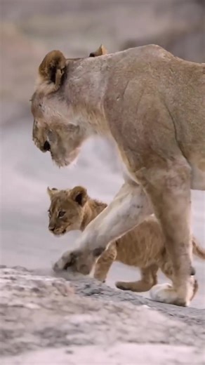 Lioness Sisters Join Forces to Protect Cubs! 👉 Watch the full clip on Love Nature YouTube! @blueantmedia @lovenature #lions #lioness #lioncubs #cubs #wildlife #lovenature