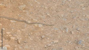 Basin gopher snake slowly moving across rocks and into hiding in grass
