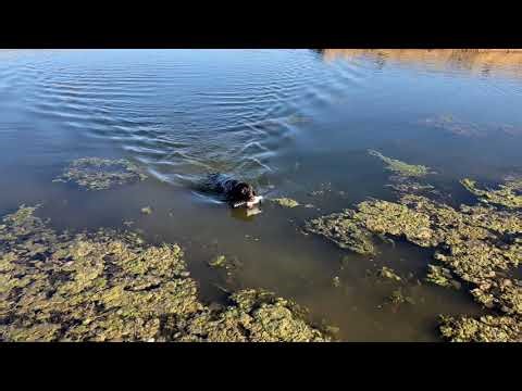 8-month old Deutsch Drahthaar Transferring Her Newly Learned Retrieve Delivery to Water