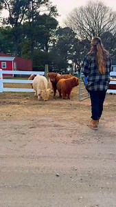 It’s MOOOving day! Our ladies are getting a little R&R this month and boy do they love it 😍 | Hunt Club Farm