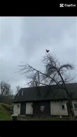 *casually lets out in ear piercing scream*