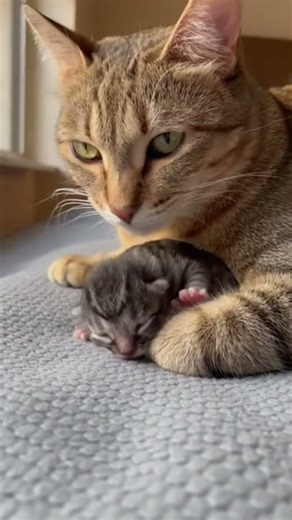 Mother Cat Instantly Protects Her Tiny Kitten 🐱❤️ | Pure Maternal Instinct #cute