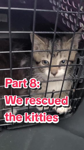 Part 8: Kitties’ First Day Inside! 🐱💕 In this video, you'll see the kittens exploring their new indoor space for the first time. As this was a stressful move, we have to earn back their trust. They’re very scared, less social, and not interested in their usual treats, having only known the outside. This captures their arrival day. We caught Mom almost 2 days later, and she’ll appear in future videos as we navigate her spicy process. Everyone is safe and sound. It doesn’t get easier, but we won