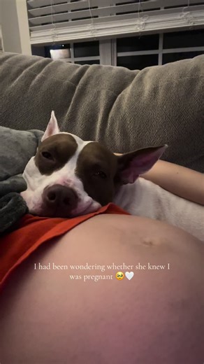 As the end of pregnancy looms near, she’s been keeping close watch over me in a way she never has 🥺 #pregnancy #thirdtrimester #33weekspregnant #pittiesoftiktok #pibblesoftiktok