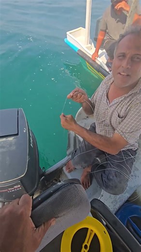 صید ماهی هامور(گروپر) با طعمه زنده دریای جزیره لارک #fishing #fish #carpfishing #ماهیگیری #catchingf