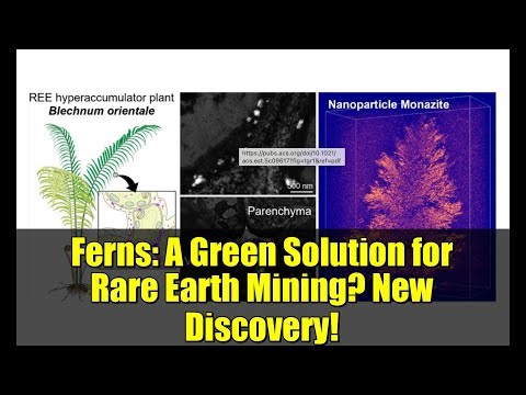 Ferns: A Green Solution for Rare Earth Mining? New Discovery!
