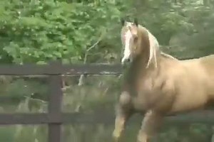 54K views · 832 shares | Palomino American Quarter Horse stallion, Bueno Starlight. | Horse Kingdom | Facebook