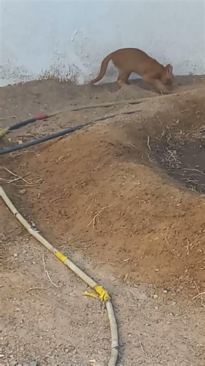 naughty kitten# adventure time# playing time# cute cat# adorable cat#