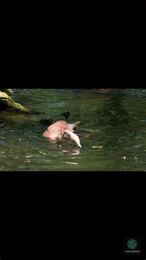 Funny Flamingos in Water 🦩| Vasundhara Wildlife Shorts