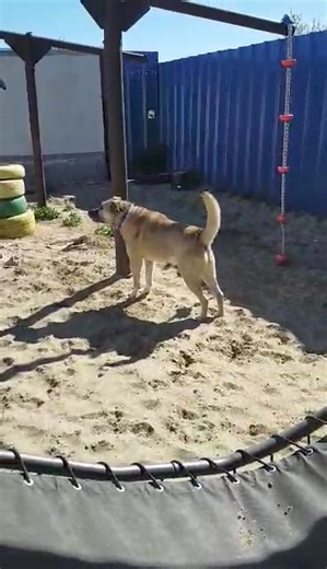 6.2K views · 62 reactions | Boo-Boo hoort iets raars aan de andere kant van ZIJN muur. Zie foto in de reacties. | HondenBrokkenMakers | Facebook