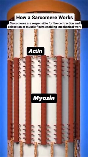 World of Biology on Instagram: "Muscle Contraction explained 💪 Ever wonder what powers every lift, stride, and sprint? You’re looking at actin and myosin filaments sliding within the sarcomere, the fundamental unit of muscle contraction. 🧬💪 Triggered by calcium, fueled by ATP this molecular ballet is what makes movement possible, from flexing in the gym to resuscitating in the ICU. Muscle gains start at the microscopic level. Video via @biologianonucleo #muscle #musclebuilding #musclemass #sc