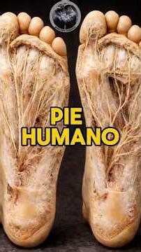 The incredible and specialized anatomy of our feet. #medicine #healthtips #healthandwellness