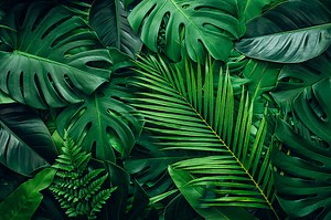 Full Frame of Green Leaves Pattern Background, Nature Lush Foliage...