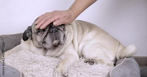 Pug 4K video of an apricot pug receiving affection from its owner, looking very sleepy and lying in its bed at home in a close-up shot