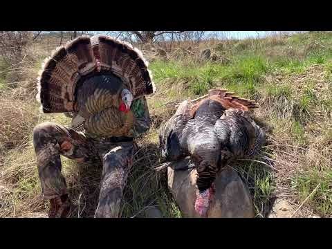 Wild Turkey at 5 steps with the Avian X Trophy Tom Decoy 💥🦃