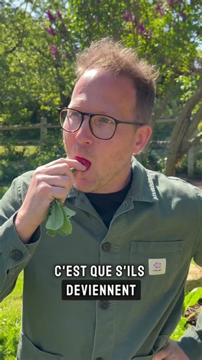 Are your radishes too spicy? It's not always the variety's fault…
