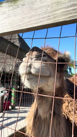 POV: The Camel Starts Talking Back